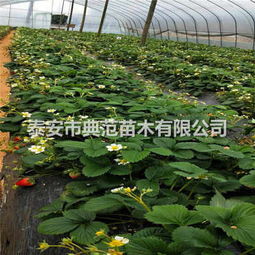 五月香草莓苗基地 融合生態(tài)理念，引領(lǐng)草莓產(chǎn)業(yè)發(fā)展